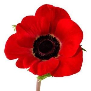 Meet your Posher, Elysa